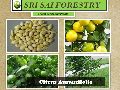 Citrus Aurantifolia Seeds