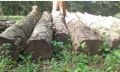 Round teak wood logs