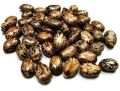 castor seeds