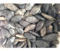 Ridge Gourd Seeds