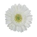 White amelie gerbera flower