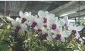 Charming White Dendrobium Orchid Plant