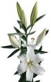 Crystal Blanca Oriental Lilies Plant