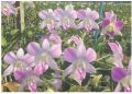 Den 17 Pink Dendrobium Orchid Plant
