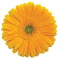 Yellow havana gerbera flower