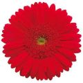 Red natan gerbera flower