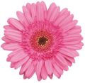 Pink nigela gerbera flower