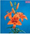 Tresor Asiatic Lilies Plant