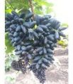 Fresh Super Sonaka Black Grapes