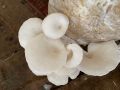 florida mushroom