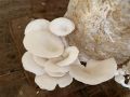 Creamy PV Enterprise Fresh White Oyster Mushroom