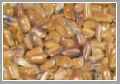 Cassia Torae Semen Seeds
