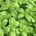 Basil Oil