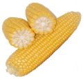 Natural Yellow Corn
