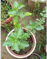 Ashwagandha Medicinal Plant