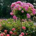 Gladiator Rose Plant