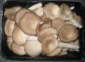 Organic Fresh Oyster Mushroom