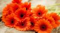 Orange Gerbera Flower