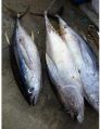 Fresh Tuna Fish