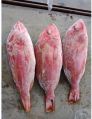 Frozen Red Snapper Fish