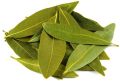 Green Bay Leaf