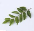 Fresh Egyptian Curry Leaves