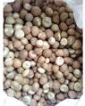Dry Areca Nuts