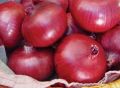 Large Red Onion