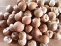 Indian Organic Areca Nuts