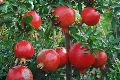 Fresh High Quality Pomegranate