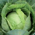 Fresh Green Cabbage