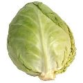 Fresh Natural Cabbage