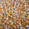 Indian Maize Seeds