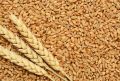 Natural Wheat Seeds