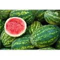 Fresh Organic Watermelon