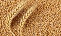 Raw Wheat Seeds