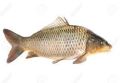 Hatched Grass Carp Fish