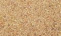 barnyard millets seeds