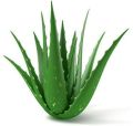 Natural Aloe Vera Leaves