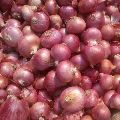 Organic Small Onion