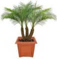 Date Palm Plants