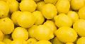 Fresh Natural Lemon