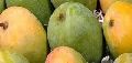 Organic Indian Mango Fruit