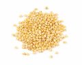 Yellow Millet for Cattle Feed