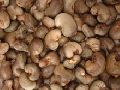 African Raw Cashew Nuts