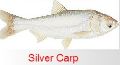 silver carp fish