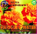 Marigold water