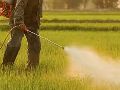 Agricultural Insecticides