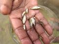 Amur Common Carp Fish Seed