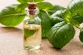 Sweet Basil Oil